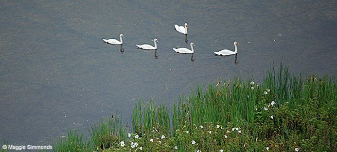 water-quality