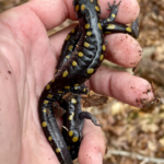 Black salamander with yellow spots in hand.