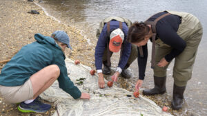 NJSGC staff and NJ teachers review their seining catch. 